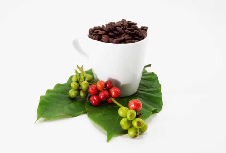 coffea, coffee beans, what are coffee beans, fun facts about coffee