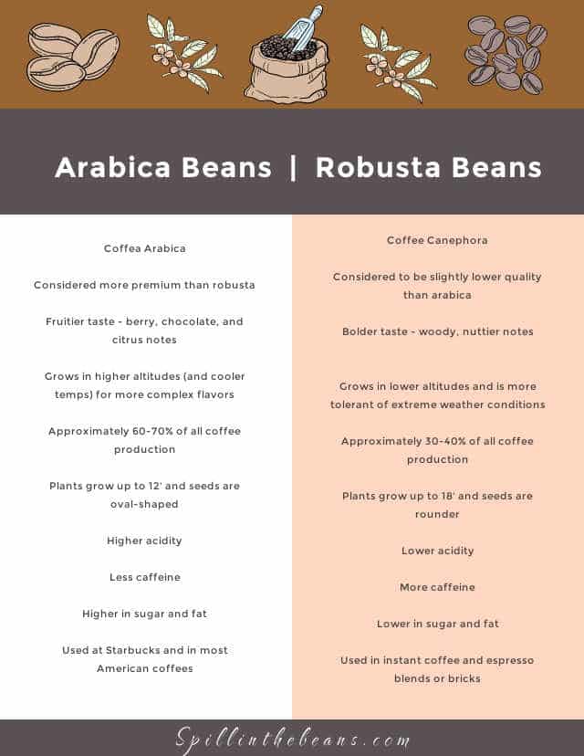 arabica coffee infographic, arabica vs robusta beans, infographic of coffee bean comparisons